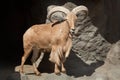 Barbary sheep & x28;Ammotragus lervia& x29;. Royalty Free Stock Photo