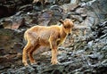 Barbary sheep