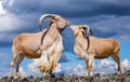 Barbary sheeps against cloudy sky