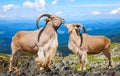 barbary sheeps in wildness area Royalty Free Stock Photo