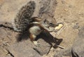 Barbary Squirrel