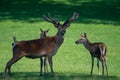 Barbary stag with baby on sunny grassland