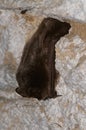 The barbastelle bat, Barbastella barbastellus