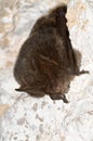 The barbastelle bat, Barbastella barbastellus Royalty Free Stock Photo