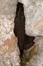 The barbastelle bat, Barbastella barbastellus Royalty Free Stock Photo