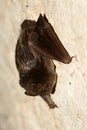 The barbastelle bat, Barbastella barbastellus Royalty Free Stock Photo