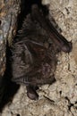 The barbastelle bat, Barbastella barbastellus Royalty Free Stock Photo