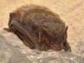 The barbastelle bat Barbastella barbastellus, western barbastelle Royalty Free Stock Photo