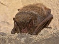 The barbastelle bat Barbastella barbastellus, western barbastelle Royalty Free Stock Photo