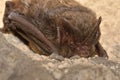 The barbastelle bat Barbastella barbastellus, western barbastelle hibernation. Royalty Free Stock Photo