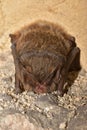 The barbastelle bat Barbastella barbastellus, western barbastelle hibernation. Royalty Free Stock Photo