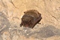 The barbastelle bat Barbastella barbastellus, western barbastelle hibernation. Royalty Free Stock Photo