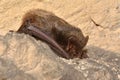 The barbastelle bat Barbastella barbastellus