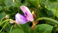 Barbati asparagus bean green pea bean flower stock photo