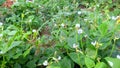 Barbati asparagus bean green or pea bean plants flowers