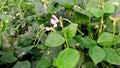 Barbati asparagus bean green or pea bean plants flowers fruits