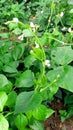 Barbati asparagus bean green pea bean plants flowers fruits