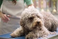 Barbe dog getting his haircut Royalty Free Stock Photo