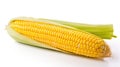 barbecue grilled corn on cob