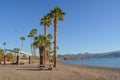 Barbecue and Picnic Table under a shade canopy and Palm Trees in Rotary Community Park, Lake Havasu, Mohave County, Arizona USA