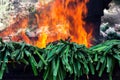 Barbecued calÃÂ§ots Royalty Free Stock Photo