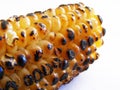 Barbecued milk corn pictures for your logo and designs 1