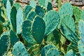 Barbed green cactus leaves Royalty Free Stock Photo