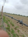 Barbed iron wire. garden fence. Royalty Free Stock Photo