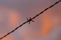 Barbed wire Royalty Free Stock Photo