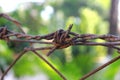 Barbed Wire Royalty Free Stock Photo