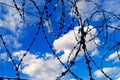 Barbed wire against the sky.