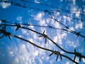 Barbed wire against the sky with clouds Royalty Free Stock Photo