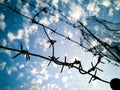 Barbed wire against the sky with clouds Royalty Free Stock Photo