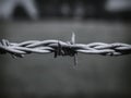 Barbed Wire (B&W)