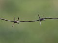 Barbed wire on the background of a field of green grass Royalty Free Stock Photo