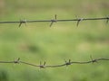 Barbed wire on the background of a field of green grass Royalty Free Stock Photo