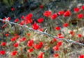 Barbed wire in the background of a field of poppies Royalty Free Stock Photo