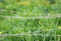 Barbed wire on a background of green grass and yellow flowers Royalty Free Stock Photo