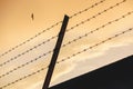 Barbed wire on background of sunset sky and bird symbol of freedom. Barbwire fence. Concept of security and protection