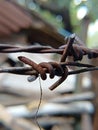 Barbed wire on blur background Royalty Free Stock Photo