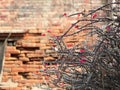 Barbed wire on blurred background Royalty Free Stock Photo