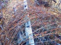 Barbed wire border from the Soviet era Royalty Free Stock Photo