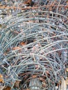 Barbed wire border from the Soviet era Royalty Free Stock Photo