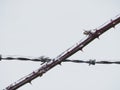 Barbed wire and a bramble crossing each other in an x pattern encased in ice