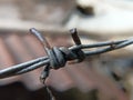 Barbed wire coils on blur background Royalty Free Stock Photo