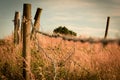 Barbed Wire in Corn Field