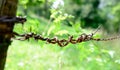 Barbed wire in the countryside Royalty Free Stock Photo