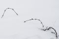 A Barbed Wire Covered by Snow