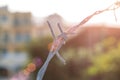 Barbed wire detail on blurred background.