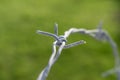 Barbed wire detail on green background